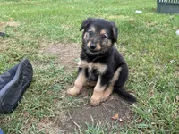 Sadie, a female German Shepherd Dog and Golden Retriever for sale in Homer, MI – 7 of 8
