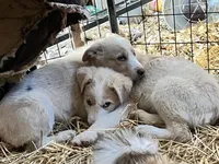 Sammy, a male Border Collie and Labrador Retriever for sale in Homer, MI – Photo 2 of 5