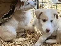 Sammy, a male Border Collie and Labrador Retriever for sale in Homer, MI – Photo 3 of 5