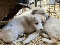 Sammy, a male Border Collie and Labrador Retriever for sale in Homer, MI – Photo 4 of 5