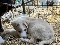 Sammy, a male Border Collie and Labrador Retriever for sale in Homer, MI – Photo 5 of 5
