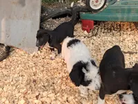 Max , a male Border Collie and Old English Sheepdog for sale in Homer, MI – 5 of 7