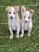 Rosie , a female Australian Cattle Dog and Australian Shepherd for sale in Homer, MI – 3 of 9