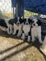 Trigger , a male Border Collie and Great Pyrenees for sale in Homer, MI – 8 of 9