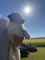 Axe, a male Border Collie and Great Pyrenees for sale in Homer, MI – 2 of 7