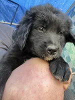 Buddy, a male Bernese Mountain Dog and Golden Retriever for sale in Homer, MI – 1 of 5