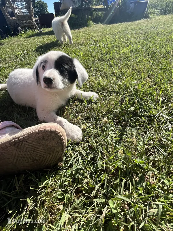 Nelly  – Border Collie, Great Pyrenees puppy for sale in Homer, MI