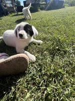 Nelly , a female Border Collie and Great Pyrenees for sale in Homer, MI – 1 of 5