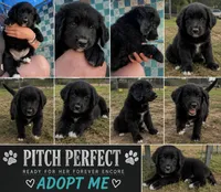 Nova , a female Bernese Mountain Dog and Golden Retriever for sale in Homer, MI – 2 of 6