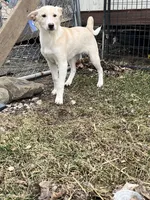 Ren, a female English Shepherd and Labrador Retriever for sale in Homer, MI – Photo 2 of 5