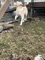 Ren, a female English Shepherd and Labrador Retriever for sale in Homer, MI – Photo 3 of 5