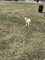 Ren, a female English Shepherd and Labrador Retriever for sale in Homer, MI – Photo 5 of 5