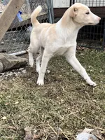 Ren, a female English Shepherd and Labrador Retriever for sale in Homer, MI – Photo 1 of 5
