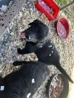 Buddy, a male Bernese Mountain Dog and Golden Retriever for sale in Homer, MI – 4 of 5