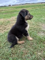 Sadie, a female German Shepherd Dog and Golden Retriever for sale in Homer, MI – 5 of 8
