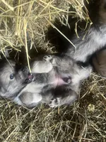 Willow, a female Norwegian Elkhound for sale in Homer, MI – 4 of 5