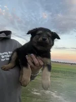 Raven, a female German Shepherd Dog for sale in Homer, MI – 2 of 2