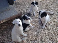 River, a female Border Collie and Great Pyrenees for sale in Homer, MI – 3 of 7