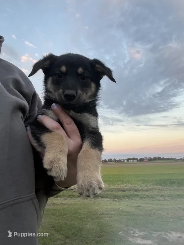 Tracker  – German Shepherd Dog puppy for sale in Homer, MI