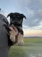 Tracker , a male German Shepherd Dog for sale in Homer, MI – 1 of 3