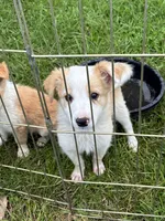 Rosie , a female Australian Cattle Dog and Australian Shepherd for sale in Homer, MI – 4 of 9