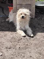 Scruffy Muffy, a female Cairn Terrier and Havamalt for sale in Homer, MI – Photo 5 of 8