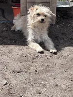 Scruffy Muffy, a female Cairn Terrier and Havamalt for sale in Homer, MI – Photo 2 of 8