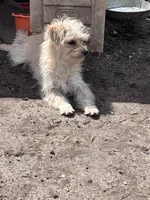 Scruffy Muffy, a female Cairn Terrier and Havamalt for sale in Homer, MI – Photo 3 of 8