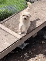 Scruffy Muffy, a female Cairn Terrier and Havamalt for sale in Homer, MI – Photo 6 of 8