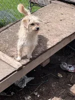 Scruffy Muffy, a female Cairn Terrier and Havamalt for sale in Homer, MI – Photo 4 of 8