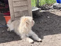 Scruffy Muffy, a female Cairn Terrier and Havamalt for sale in Homer, MI – Photo 7 of 8