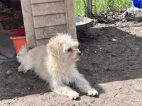 Scruffy Muffy, a female Cairn Terrier and Havamalt for sale in Homer, MI – Photo 1 of 8