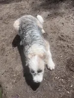 Molly, a female Aussiedoodle for sale in Homer, MI – Photo 7 of 7