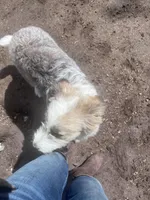 Molly, a female Aussiedoodle for sale in Homer, MI – Photo 5 of 7