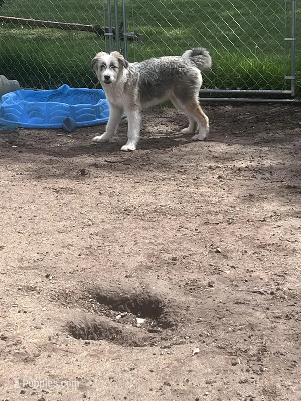 Molly, a female Aussiedoodle for sale in Homer, MI – Photo 1 of 7