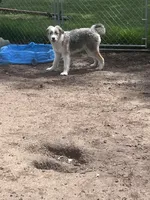 Molly, a female Aussiedoodle for sale in Homer, MI – Photo 1 of 7