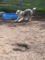 Molly, a female Aussiedoodle for sale in Homer, MI – Photo 4 of 7