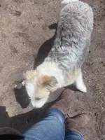 Molly, a female Aussiedoodle for sale in Homer, MI – Photo 6 of 7