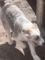 Molly, a female Aussiedoodle for sale in Homer, MI – Photo 3 of 7