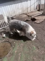 Molly, a female Aussiedoodle for sale in Homer, MI – Photo 2 of 7