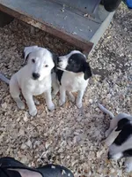 River, a female Border Collie and Great Pyrenees for sale in Homer, MI – 4 of 7