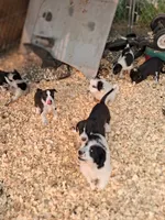 Moose, a male Border Collie and Old English Sheepdog for sale in Homer, MI – 5 of 5