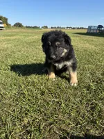 Gunner, a male German Shepherd Dog for sale in Homer, MI – 2 of 9