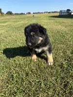 Gunner, a male German Shepherd Dog for sale in Homer, MI – 8 of 9