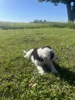 Moose, a male Border Collie and Great Pyrenees for sale in Homer, MI – 5 of 10