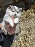 Luna , a female Norwegian Elkhound for sale in Homer, MI – 4 of 7
