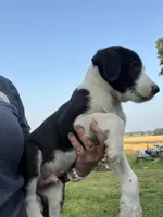 Stunner, a male Border Collie and Old English Sheepdog for sale in Homer, MI – 1 of 6