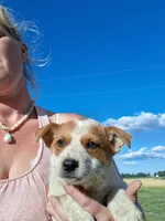 Foxy, a female Australian Stumpy Tail Cattle Dog for sale in Homer, MI – 8 of 8
