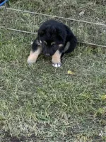 Gunner, a male German Shepherd Dog for sale in Homer, MI – 3 of 9