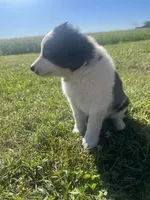 Moose, a male Border Collie and Great Pyrenees for sale in Homer, MI – 4 of 10